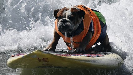 Los perros también pueden surfear