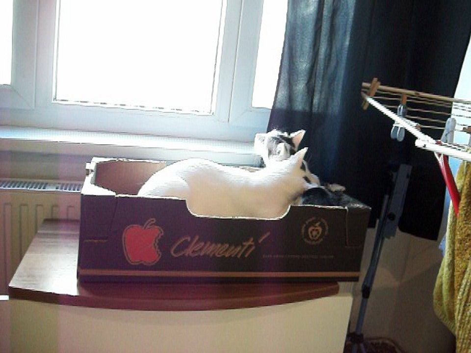 Harvey und Vinzent am 25.09.2016