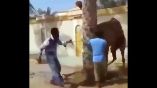 WWW.DOWNVIDS.NET-Angry camel attacks man and throws him to the top of his head (1)