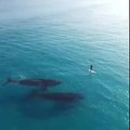 Mentre fa surf le balene gli fanno sorpresa in questo modo