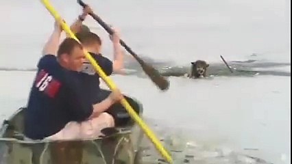 Questione di vita o di morte ma guarda cosa succede a questo cane