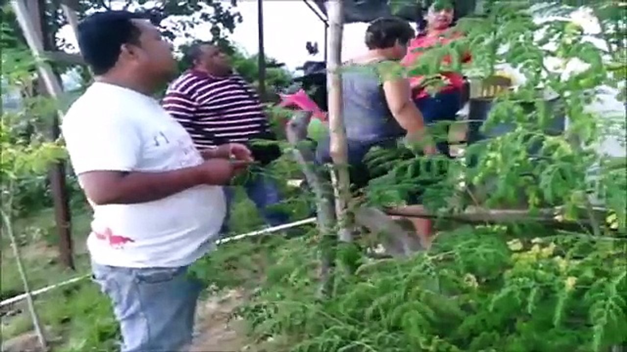 MORINGA PARA POLLOS