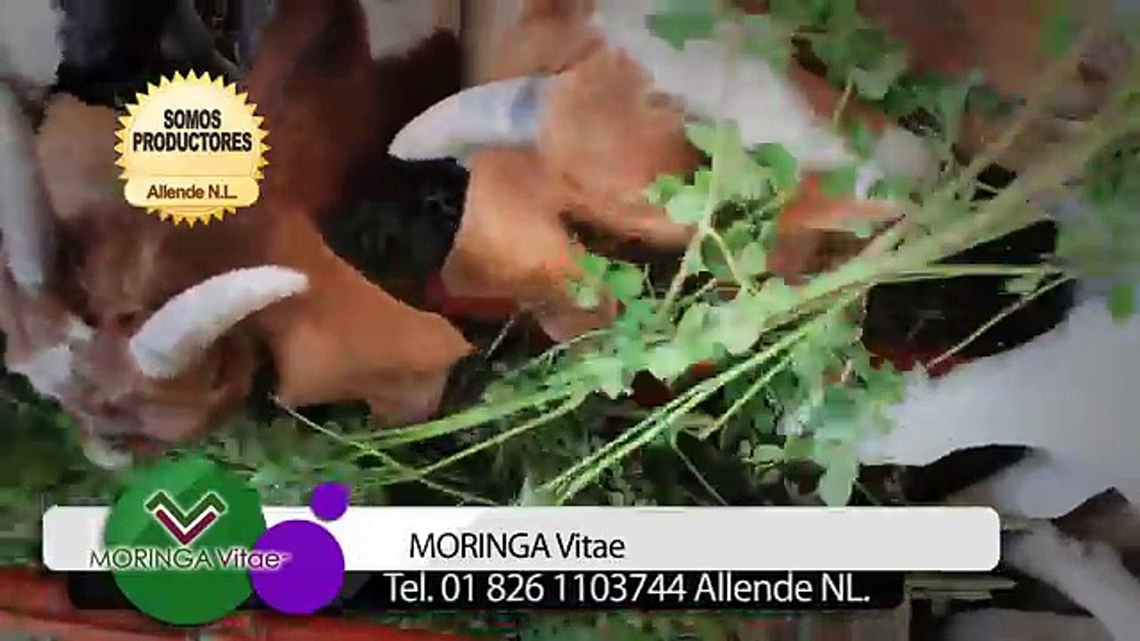 MORINGA USOS