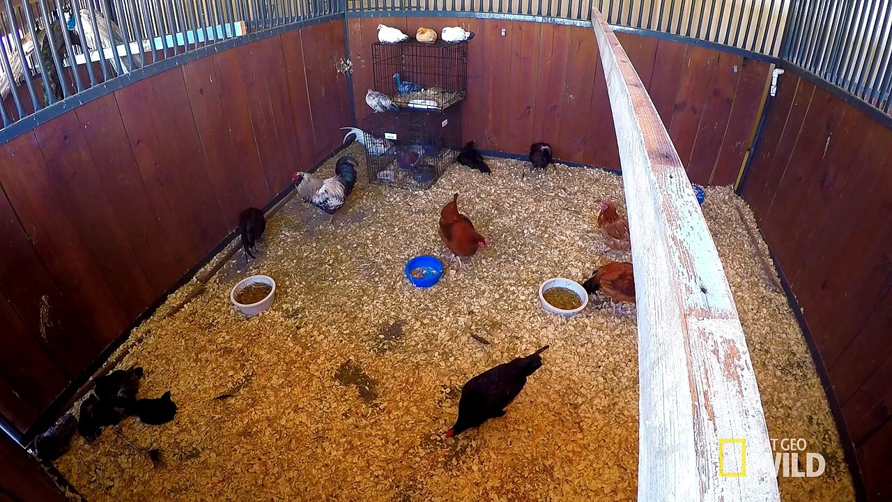 Triaging Rescued Animals ll Animal ER