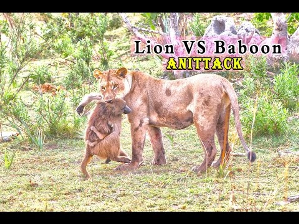 Lion vs Baboon best attacks HD