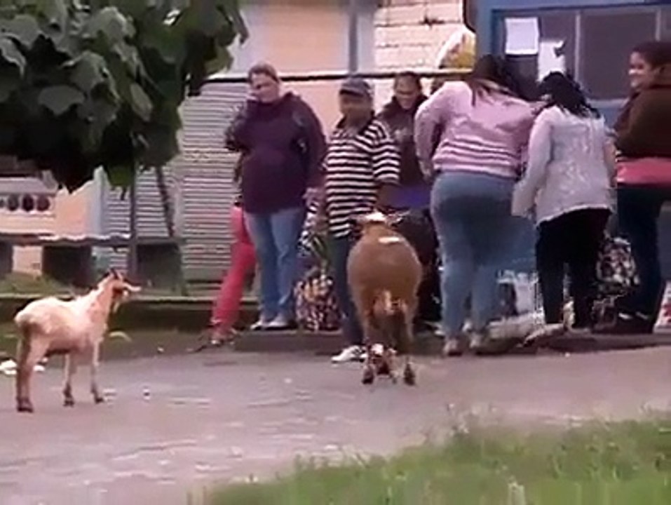 Cabra loca