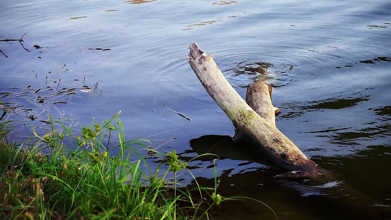 River Bank - Ultra High Definition Video HD