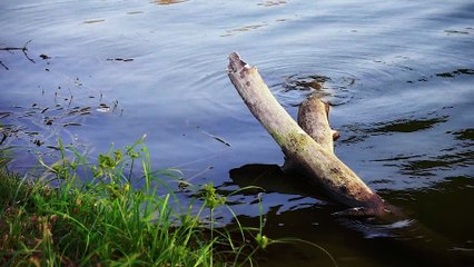 River Bank - Ultra High Definition Video HD