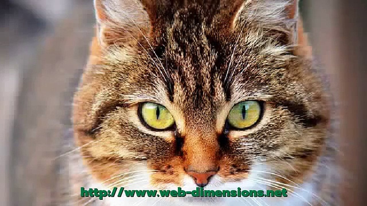 An Amazing Test Video