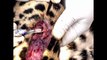When Prey Fights Back l Porcupine Kills Leopard   new