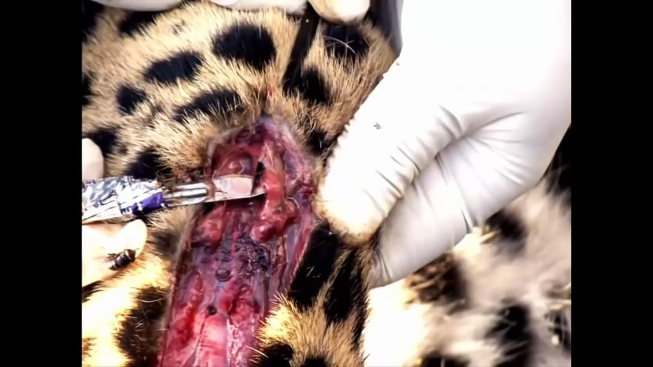 When Prey Fights Back l Porcupine Kills Leopard   new