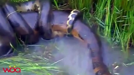 Have you ever seen The biggest and the most dangerous ll snake making love in nature