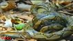 King Cobra Snake vs Python ll Indigo snake eating python - Amazing animals fighting