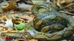 King Cobra Snake vs Python ll Indigo snake eating python - Amazing animals fighting