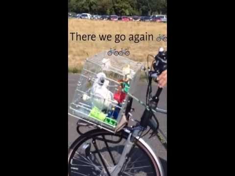 Cockatoo Enjoys Camping Holiday With Her Family