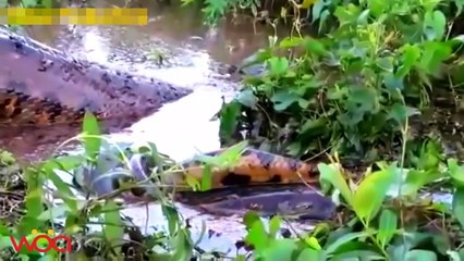 Big Snake attack human, girl video ll Python, Anaconda ll Giant snake vs human