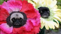 Pugs disfrazados