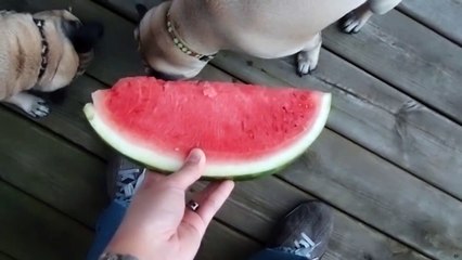 Pugs eat watermelon