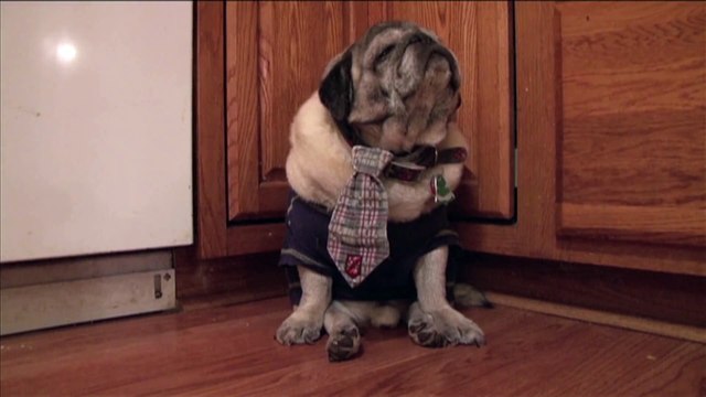 Pugs Falls Asleep Standing Up