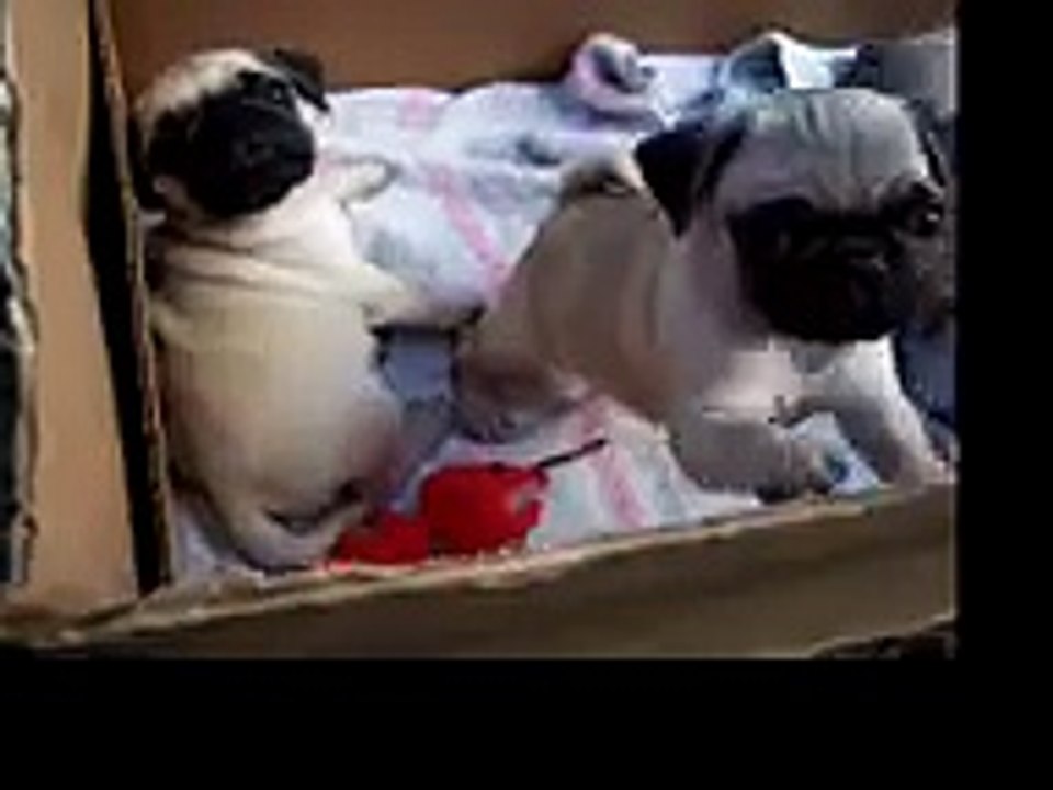 Pugs in a box