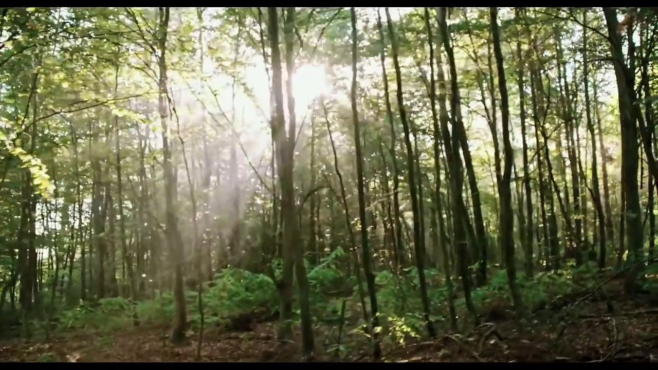Blair Witch Official International Trailer 1 2016   Horror Movie