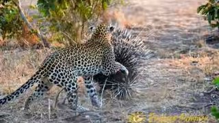Porcupine Vs Leopard Another battle at Kruger new video 2016