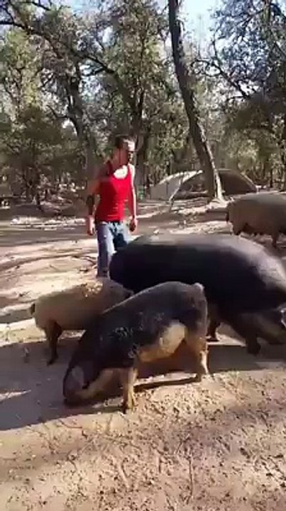 Cinghialino Testa Rossa