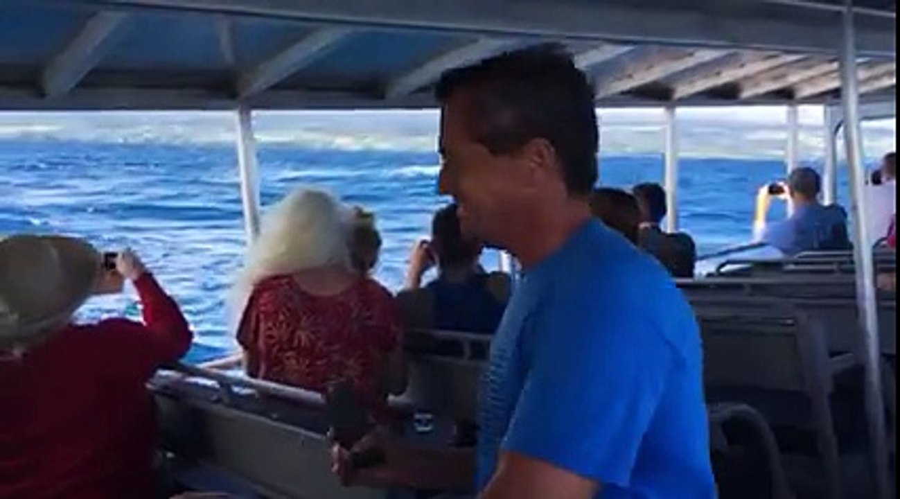 Hilo Whale Watching