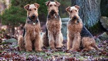 Airedale Terrier Dog Breeds Information, Origin, History, Appearance, Temperament, Health