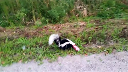 Il libère un putois d'une canette de coca au risque de se faire asperger! Courageux...