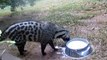 Des chats sauvages africains se régalent d'un bol de lait