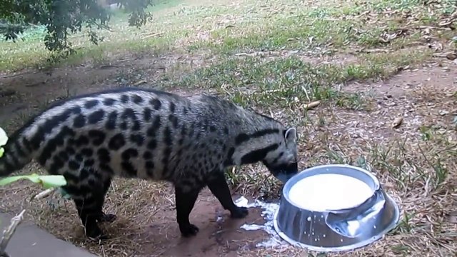 Des chats sauvages africains se régalent d'un bol de lait