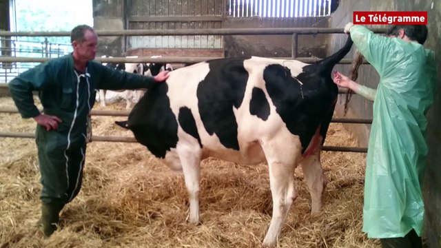 Pleyber-Christ (29). En route avec un vétérinaire de campagne