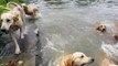 Il nage avec 16 chiens golden retriever. Expérience incroyable!