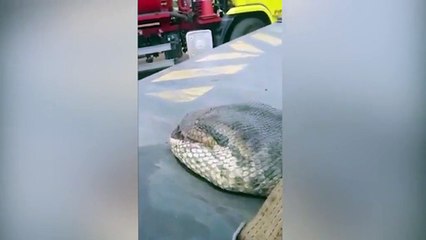Un énorme anaconda de 10 mètres !