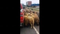Des moutons sur l'autoroute