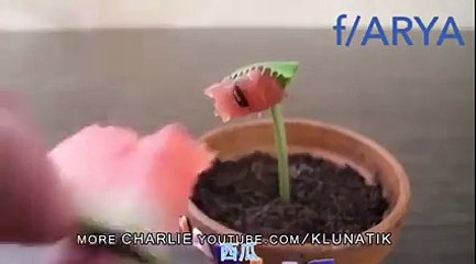Don't mess with this plant (santa-banta-group)
