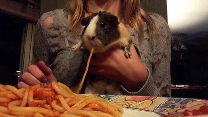 Guinea Pig Loves Spaghetti Dinner (santa-banta-group)