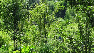 FORÊTS Albert SAMAIN