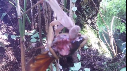 かまきりの捕食（セミ）　かなり残酷 残忍 無残　視聴注意！２