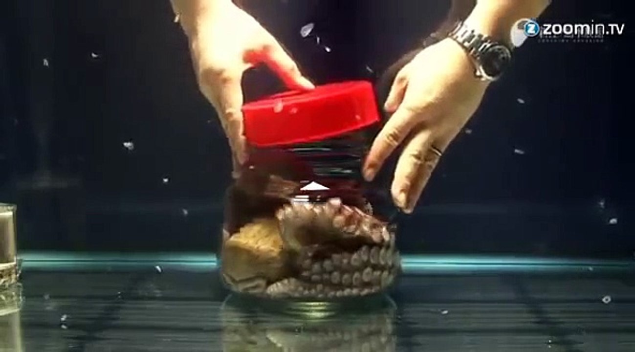 Polvo é preso dentro de um frasco mas consegue sair de forma impensável