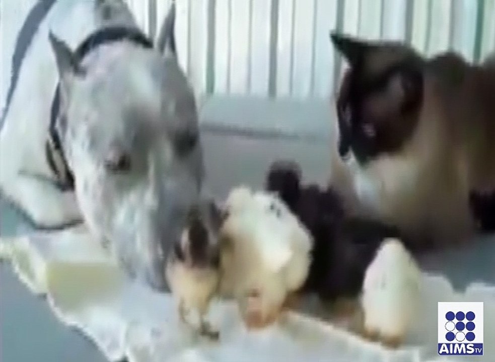 ایسی حیران کردینے والی ویڈیو جو اس سے پہلے کبھی نہیں دیکھی ہوگی