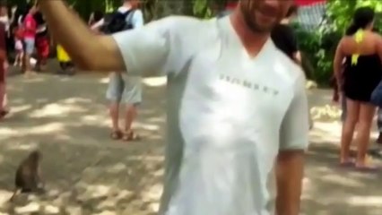 Deux singes ont un rapport sexuel sur la tête d'un touriste !