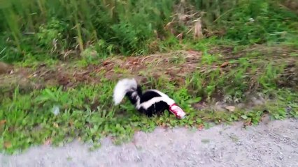 Une moufette avec la tête coincée dans une canette