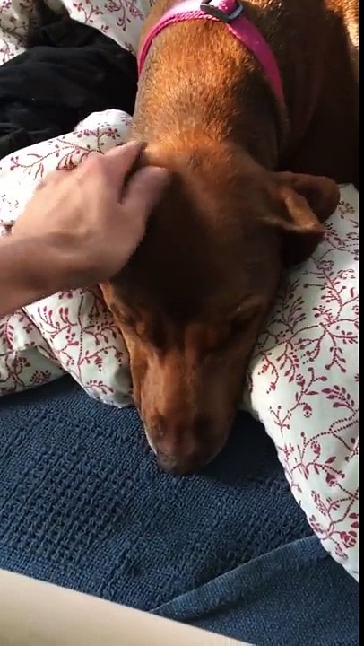 Un chien est triste car ses maitres sont partis