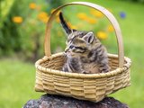 Cutest Cat Moments #kittens #doing #funny #thing 2016 #video #pictures 587