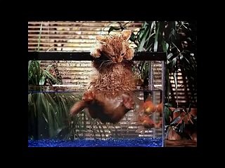 Funny Cats Fights - Cat Videos Funny 2014 - Funny Cats Videos- Funny Animal Videos - funny video