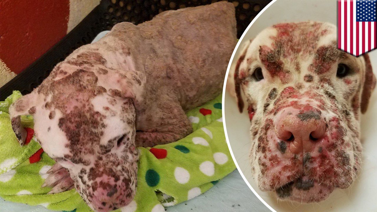 小狗被蟄成蜂窩　無良飼主秒閃人