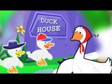 cinq petits canards | Cartoon pour les enfants | Compilation | Popular Comptine | Five Litte Ducks