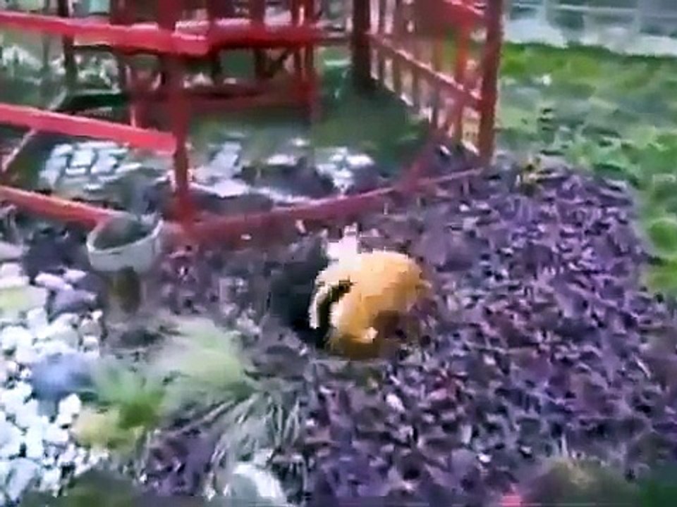 Animal World Cat fights extreme nature Best animals fights  with wild 2016 animals lion tiger bear a